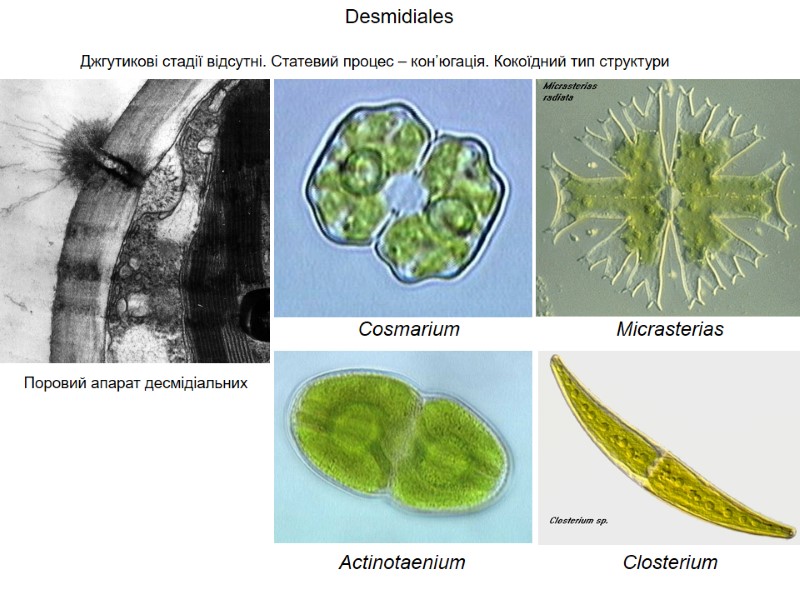 Desmidiales Джгутикові стадії відсутні. Статевий процес – кон’югація. Кокоїдний тип структури Cosmarium Actinotaenium Поровий